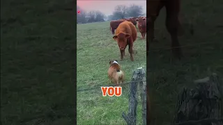 Bulldog vs Cows