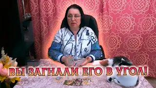 ВЫ ЗАГНАЛИ ЕГО В УГОЛ! ЧТО ВЫБЕРЕТ?