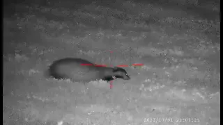 Borsuk Badger