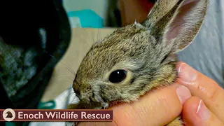 Baby Cottontail Rabbit Raised | Road Trip to Release