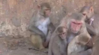 Baby Monkey - Monkey Troop Mourns Loss of Baby