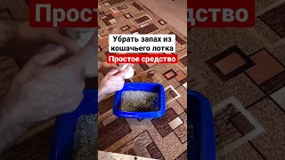 Как убрать неприятный запах из кошачьего лотка? Простое средство (есть у всех на кухне) 👍 #shorts