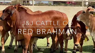 Red Brahman Replacement Heifers