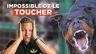 Un refuge en DÉTRESSE avec ROTTWEILER hautement agressif ! 😱⏳ 🆘