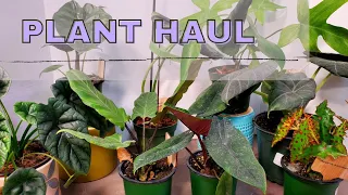 Plant Haul - Rare and Uncommon Houseplants - September 2021