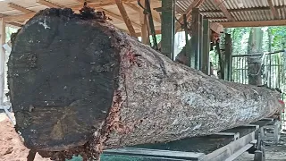 giant acacia wood full of old, hard fibers