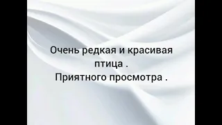 Белый кречет . Сокол Красавец . #природапрекрасна