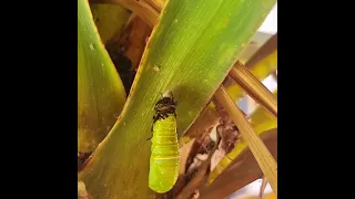 Transformación de oruga a crisalida