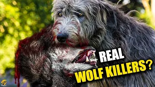 WOLF KILLERS of Ireland - Deadly or Sweet?