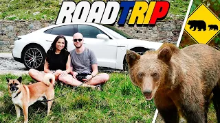 Wilde Bären vs. Porsche Taycan - Transfagarasan beim Rumänien Roadtrip