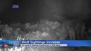 Wolf Sightings Increase In Colorado