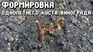 Формировка однолетнего куста винограда.