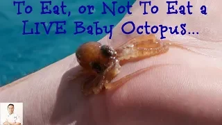 Lucky Baby Octopus | Last Day Deep Sea Fishing