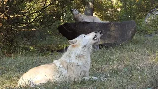 Ambassador Wolf Family Howl