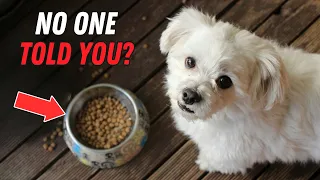 10 things NOBODY tells you about owning a Maltese