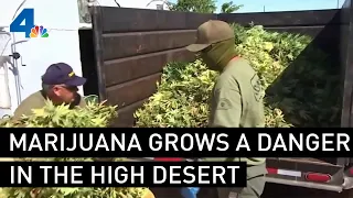 Marijuana Grow Operations Are a Danger in the High Desert | NBCLA