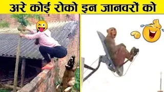 इन जानवरों से पंगा ना बाबा ना | Funny Animals Video 2023 | Funny animals videos