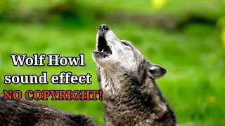Scary Night wolf howling sound effect for video no copyright