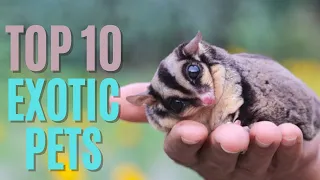 Top 10 Exotic Pets That Actually Make Great Companions - You Won't Believe #1! | Pet Insider