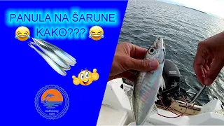 PANULUOM NA ŠARUNE - Fishing in Croatia - Mali Losinj (trolling)