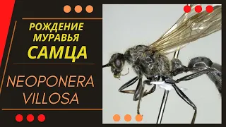 Как рождаются муравьи. Самец Neoponera villosa. Проект "Две матки"