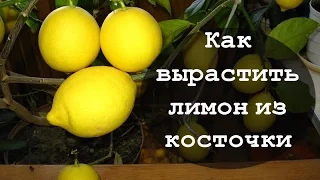 Как вырастить лимон из косточки