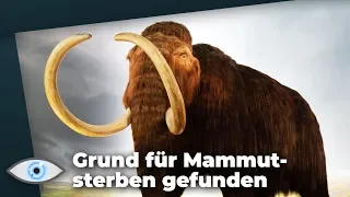 Mysteriöses Massensterben: So starben die Mammuts aus!