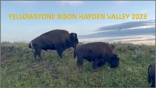 Yellowstone Bison 2023 - Sound on