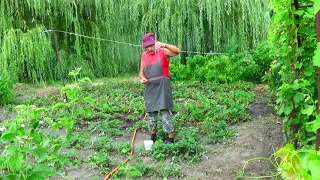 Самый легкий способ подкормки клубники! Когда необходимо поливать ее после уборки урожая?