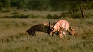 WORLD'S FASTEST ANIMAL FAIL ! Gazelle Take Down Cheetah With Horn's Lion Hunt Impala Fail