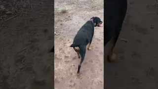 My hunting partner #rottweiler #hogs #hunting #westtexas