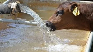 КФХ Александра Москвина. Вода и минеральная подкормка