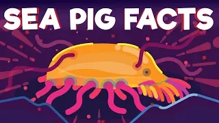 True Facts : Sea Pig (Animated)
