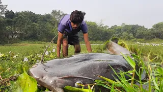 Amazing Fishing! A Fisherman Skill Catch Fish A Lots By Hand In River Side When little Water.