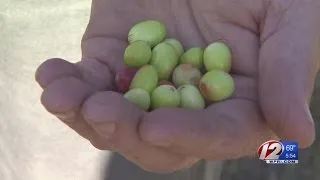 Dry weather affecting cranberry crops