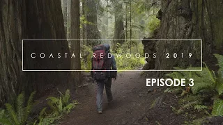 Photographing the Redwoods: Episode 3