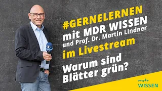 Warum sind die Blätter grün? | #gernelernen mit MDR WISSEN | MDR