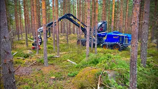 Rottne H11D new one! Tinning in pine forest! [4K]