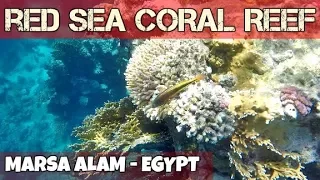 Beautiful coral reef diving at Port Ghalib Resort - Egypt - GOPRO underwater footage