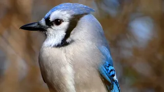 Blue jay call sounds, eating | Bird