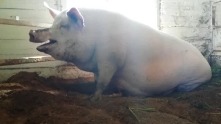 Как понять,что свиноматка рожает?