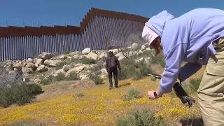 Botanists converge on the US-Mexico border, documenting an ecosystem split by a wall