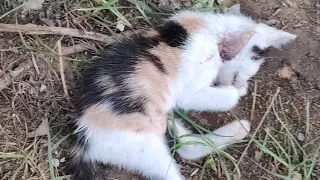 Burying the dead stray kitten 💔💔😭😭 watch till the end reaction of his Father 😭😭💔💔 #cats #strayscat