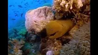 Great Barrier Reef. Большой барьерный риф. Красочный подводный мир. Австралия.