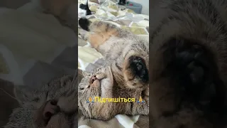 денний сон🥰😻