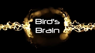 Accordion to Jim Accordion Store (You Don't Know Jack 2015) | Bird's Brain [17]