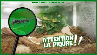 Un écosystème complet pour fourmis chasseuses (DIACAMMA RUGOSUM)