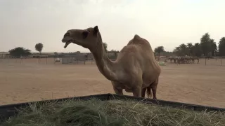 Где бесплатно погладить верблюдов в Дубай