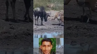 Kori Bustard vs Wildebeest #viral #video #youtubeshorts #bird