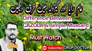 Difference between CAZOLA & SIMPLE MUSTARD